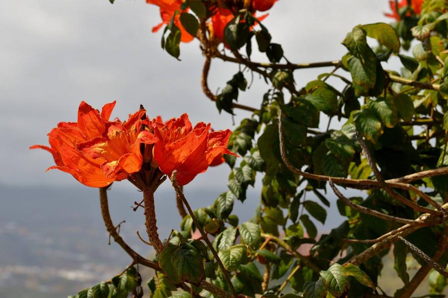 Jardin Botanico