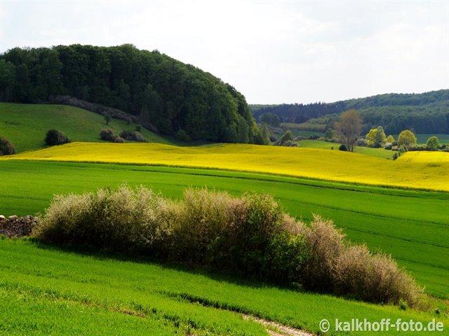 Jasenberg