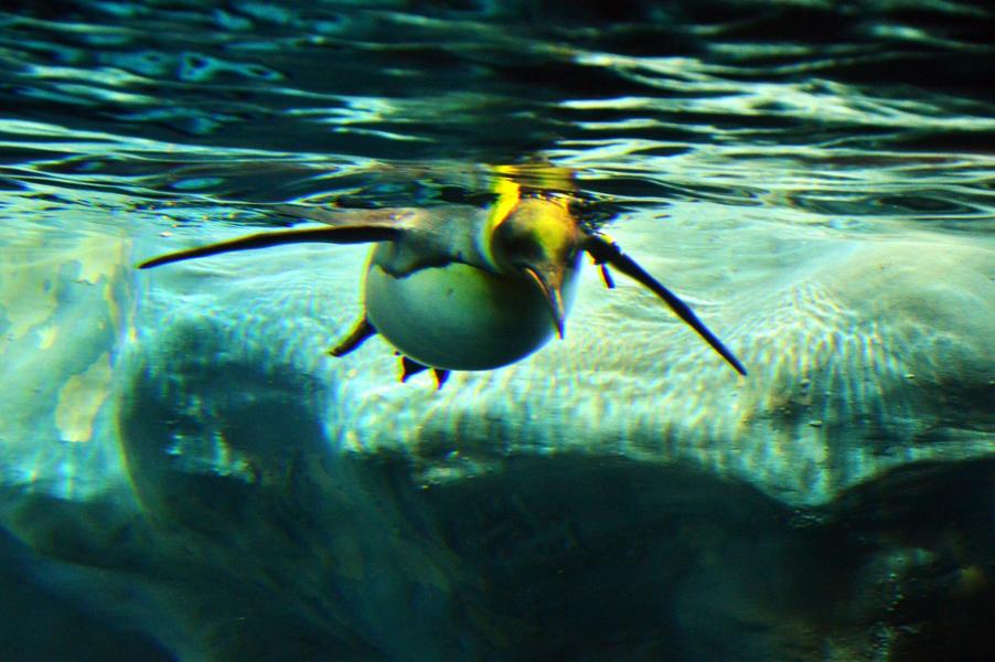 Planet Penguin