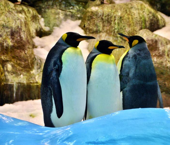 Planet Penguin