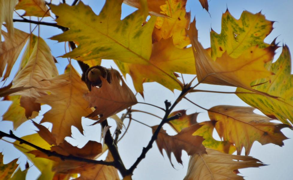 Herbstlaub