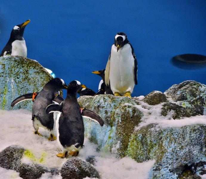 Planet Penguin