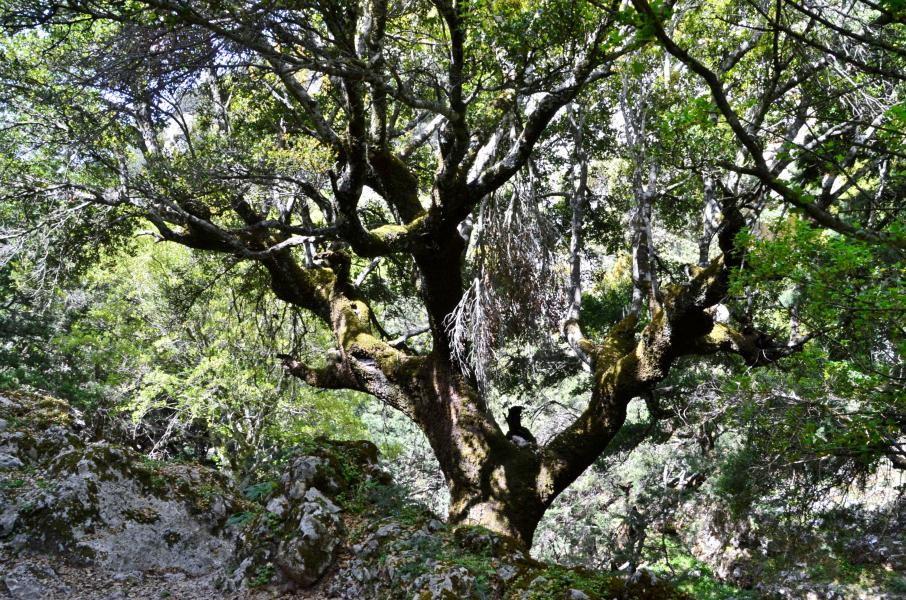 Imbros Schlucht