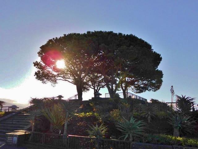 LorberrbaumFunchal - Madeira
