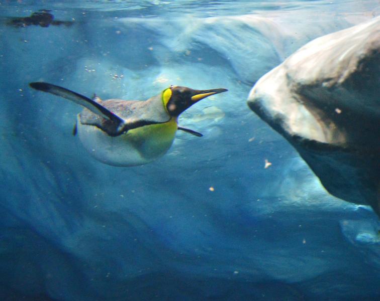 Planet Penguin