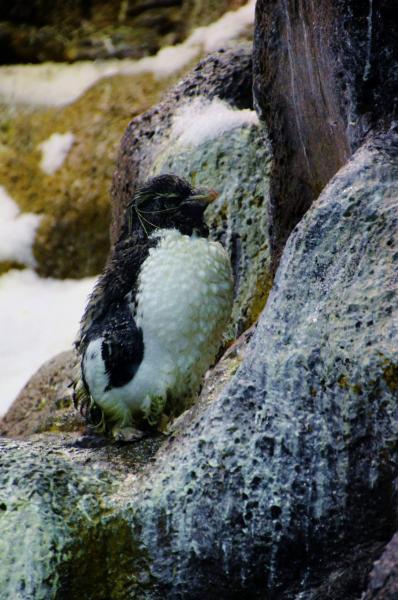 Planet Penguin
