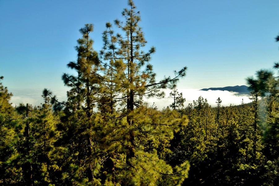 Parque National del Teide