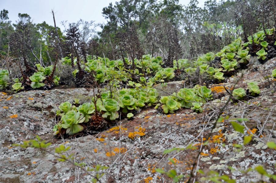 Anaga Gebirge