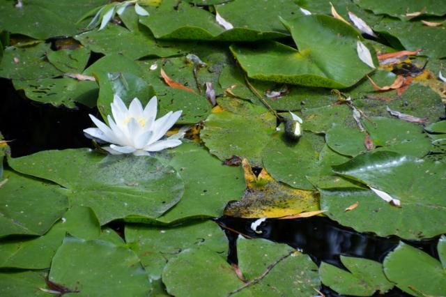 Seerose