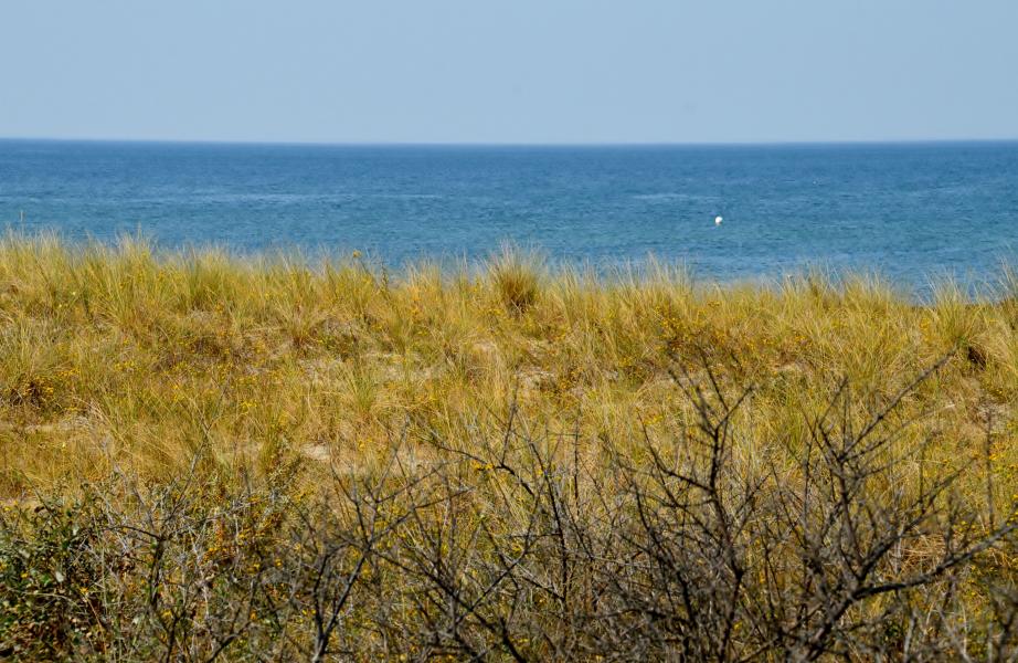 Ahrenshoop Strand