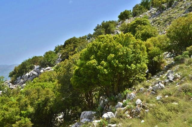 Imbros-Schlucht Kreta