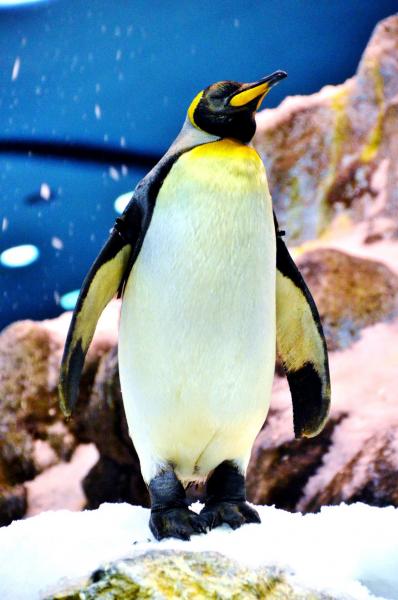 Planet Penguin