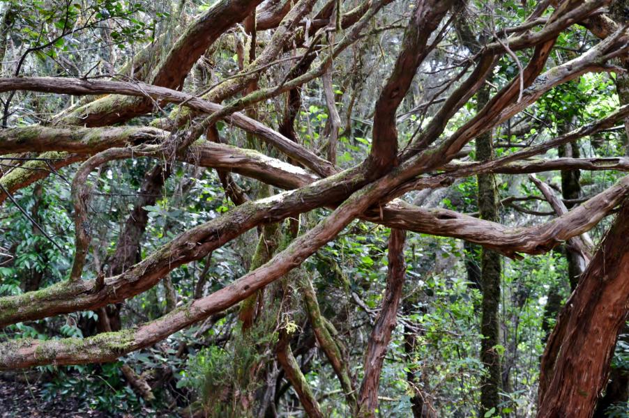 Anaga Gebirge