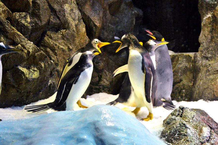 Planet Penguin