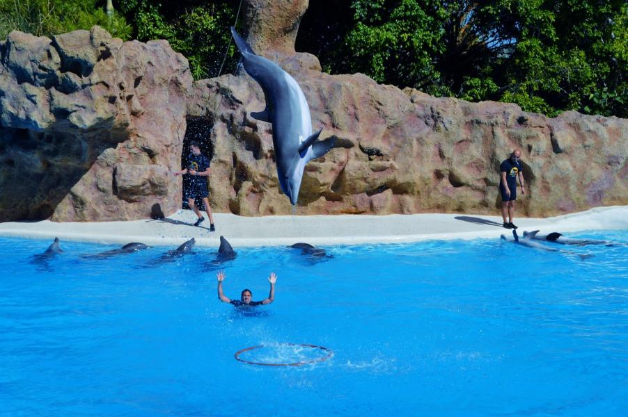 Delfinshow