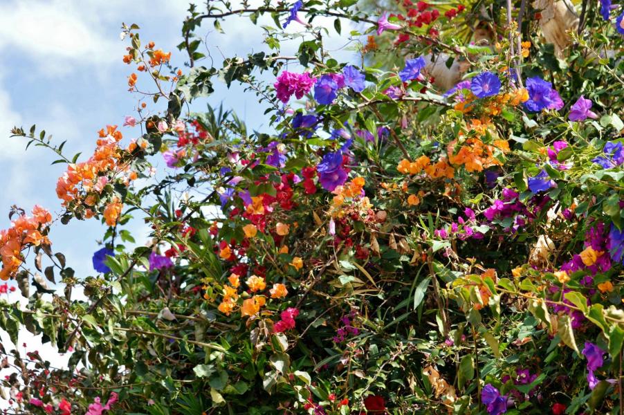 Jardin Botanico