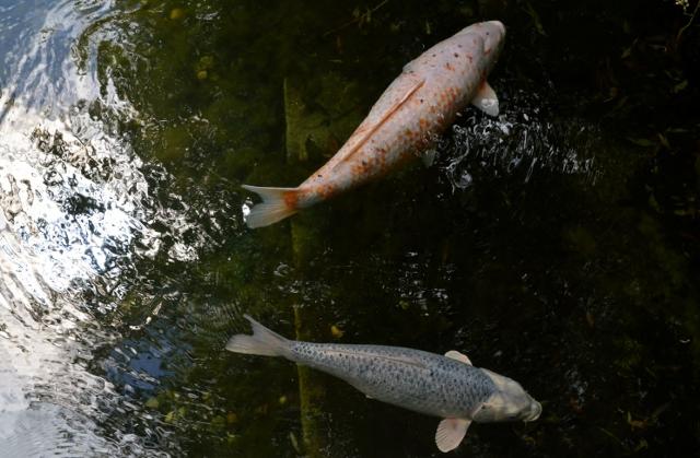 Koi