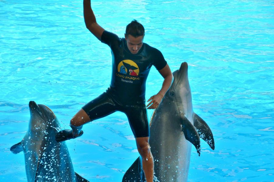 Delfinshow