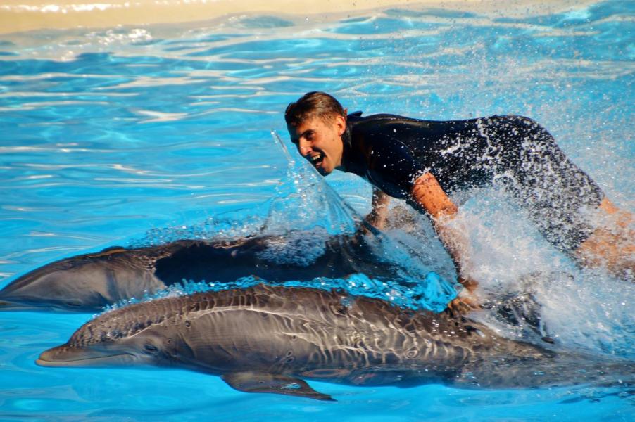 Delfinshow
