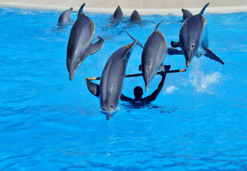 Delfinshow