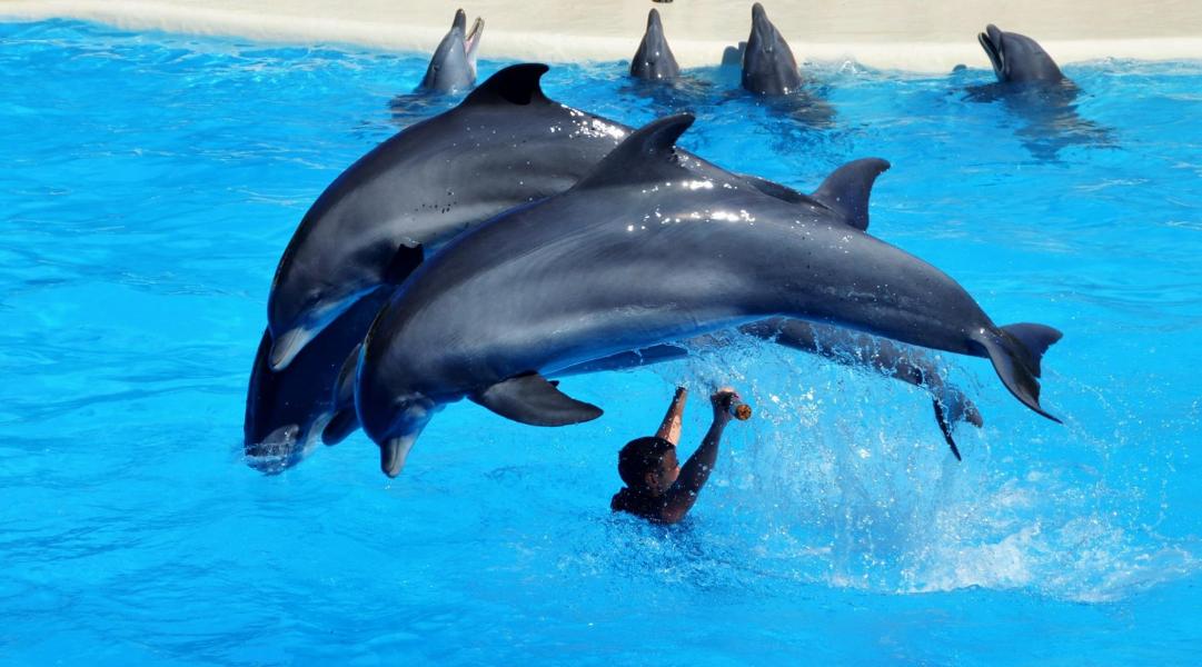 Loro Parque Delfinarium