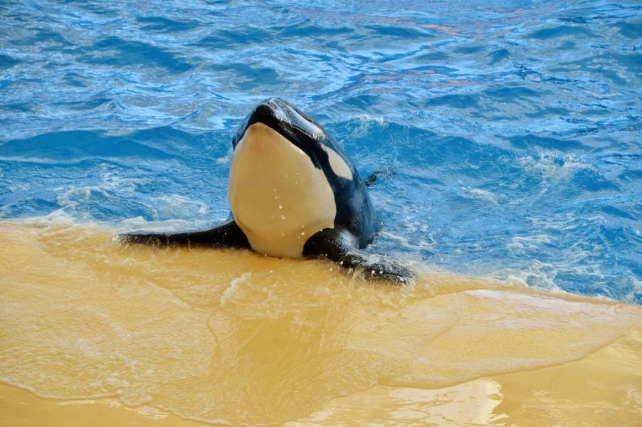 Orcas