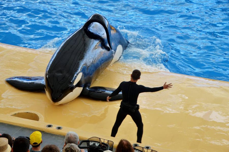 Orcas