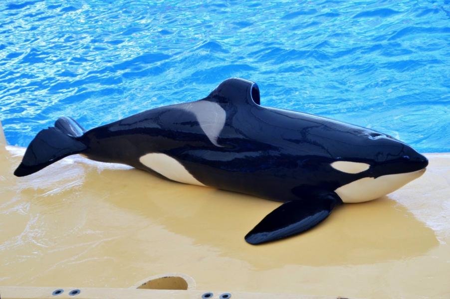 Orcas