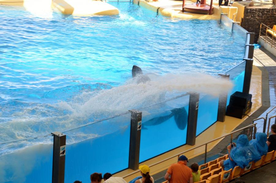 Orcas