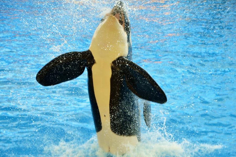 Orcas