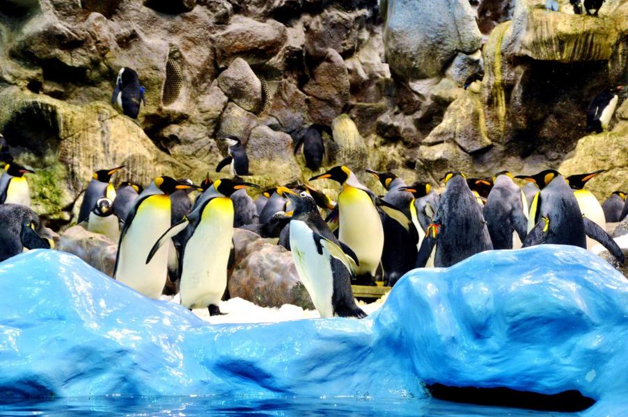 Planet Penguin