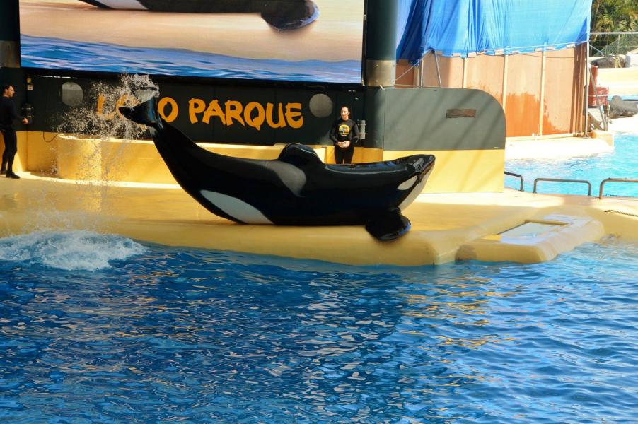 Orcas