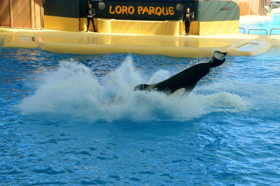 Orcas
