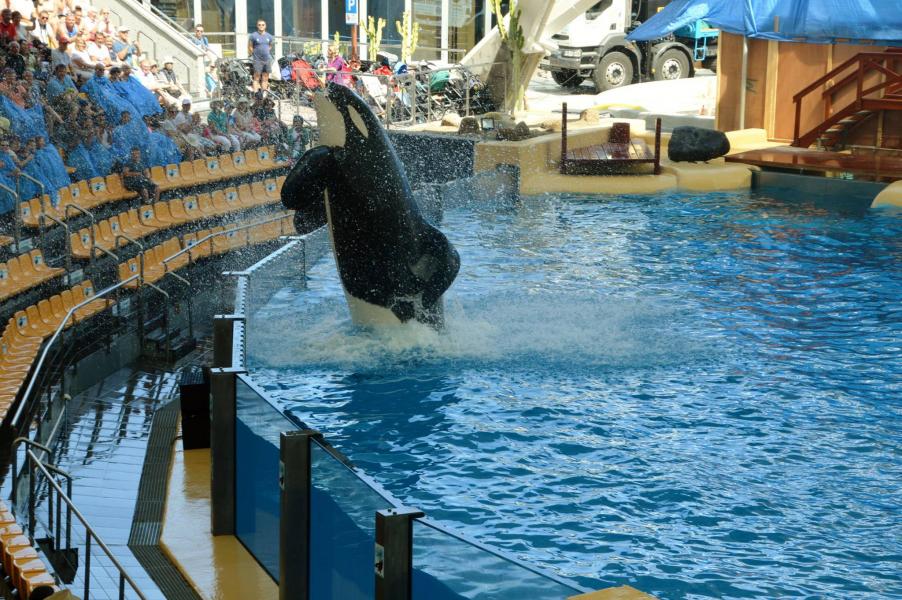 Orcas