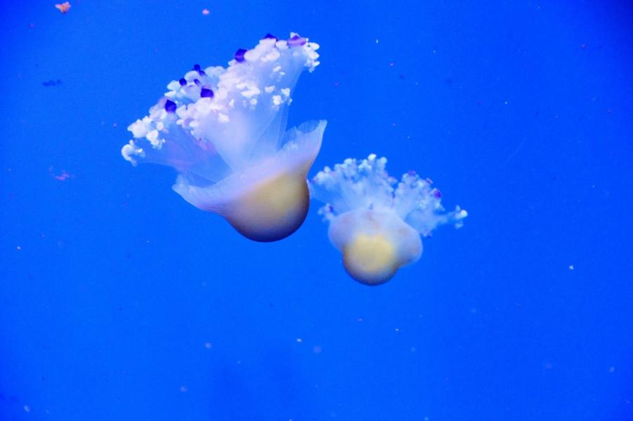 Aqua Viva