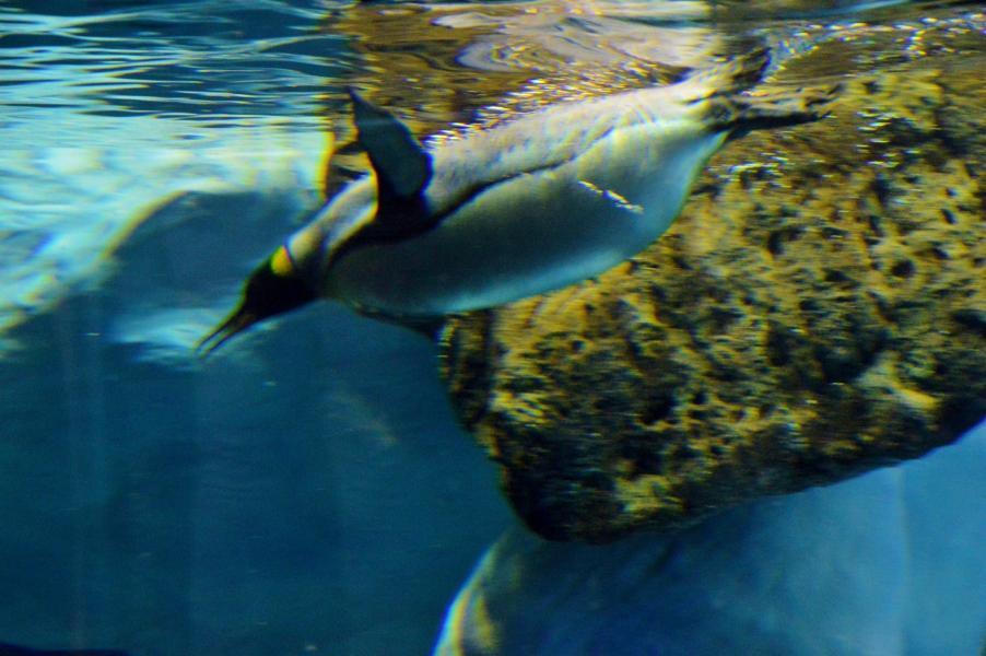 Planet Penguin