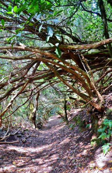 Anaga Gebirge