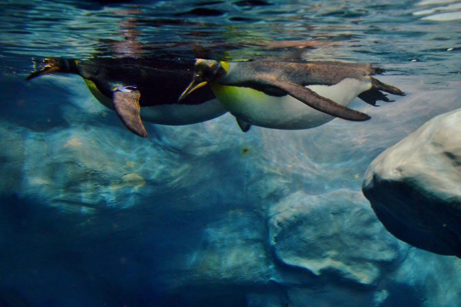 Planet Penguin