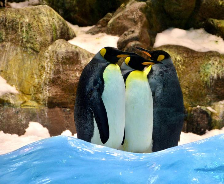 Pinguin-Insel