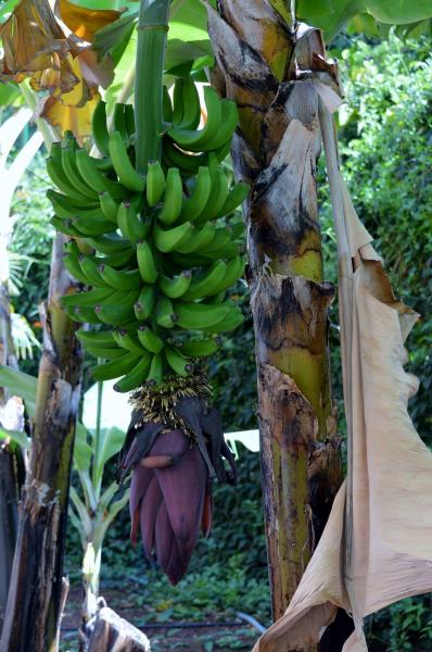 Jardin Botanico