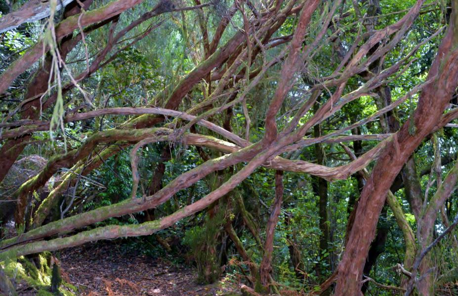Anaga Gebirge