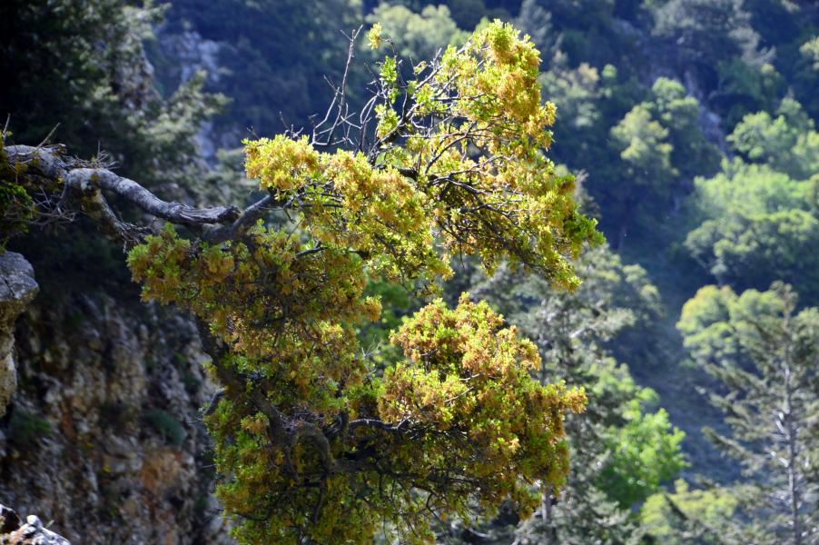 Imbros Schlucht