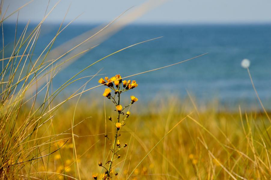 Ahrenshoop Strand
