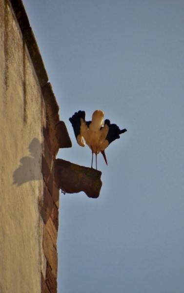 Silves