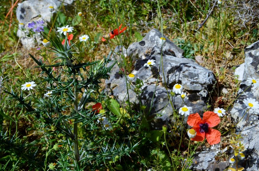 Imbros Schlucht