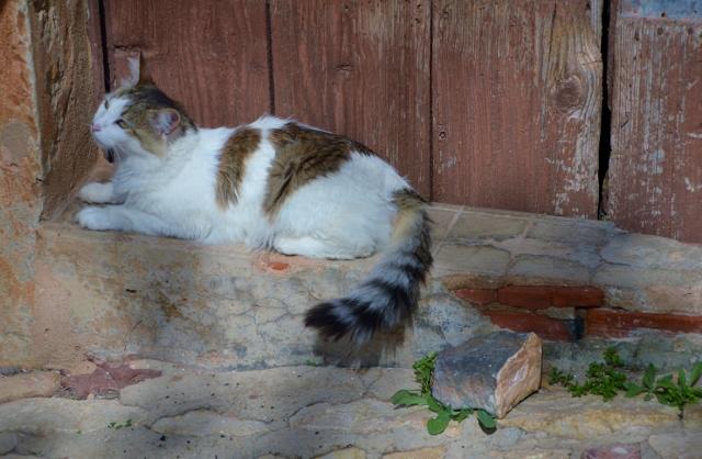 Kater I
