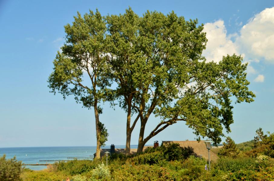 Ahrenshoop K&uuml;ste