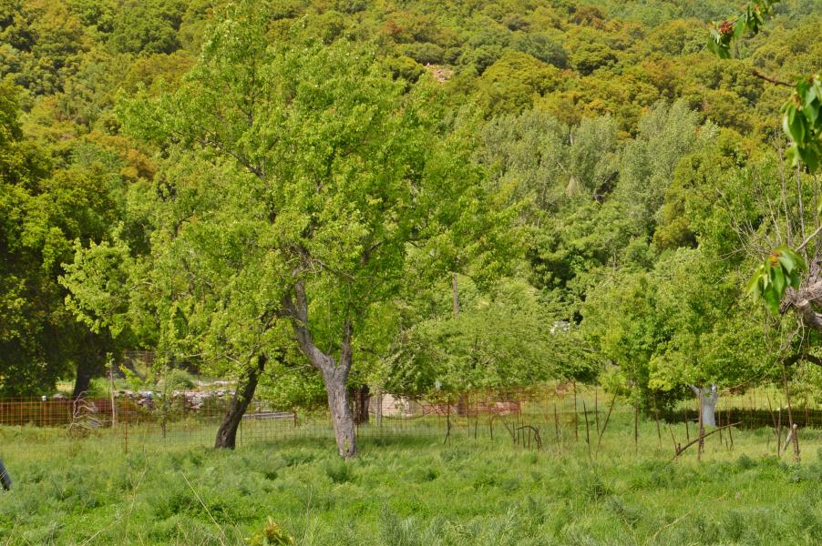 Lassithi Hochebene