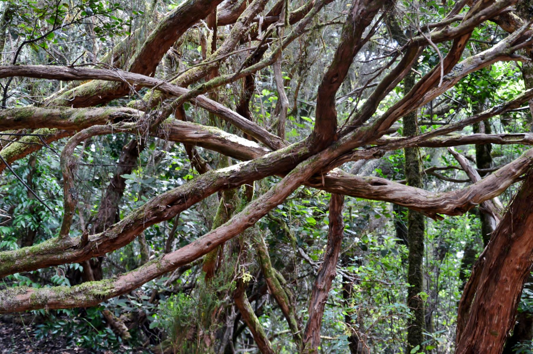 Anaga Gebirge