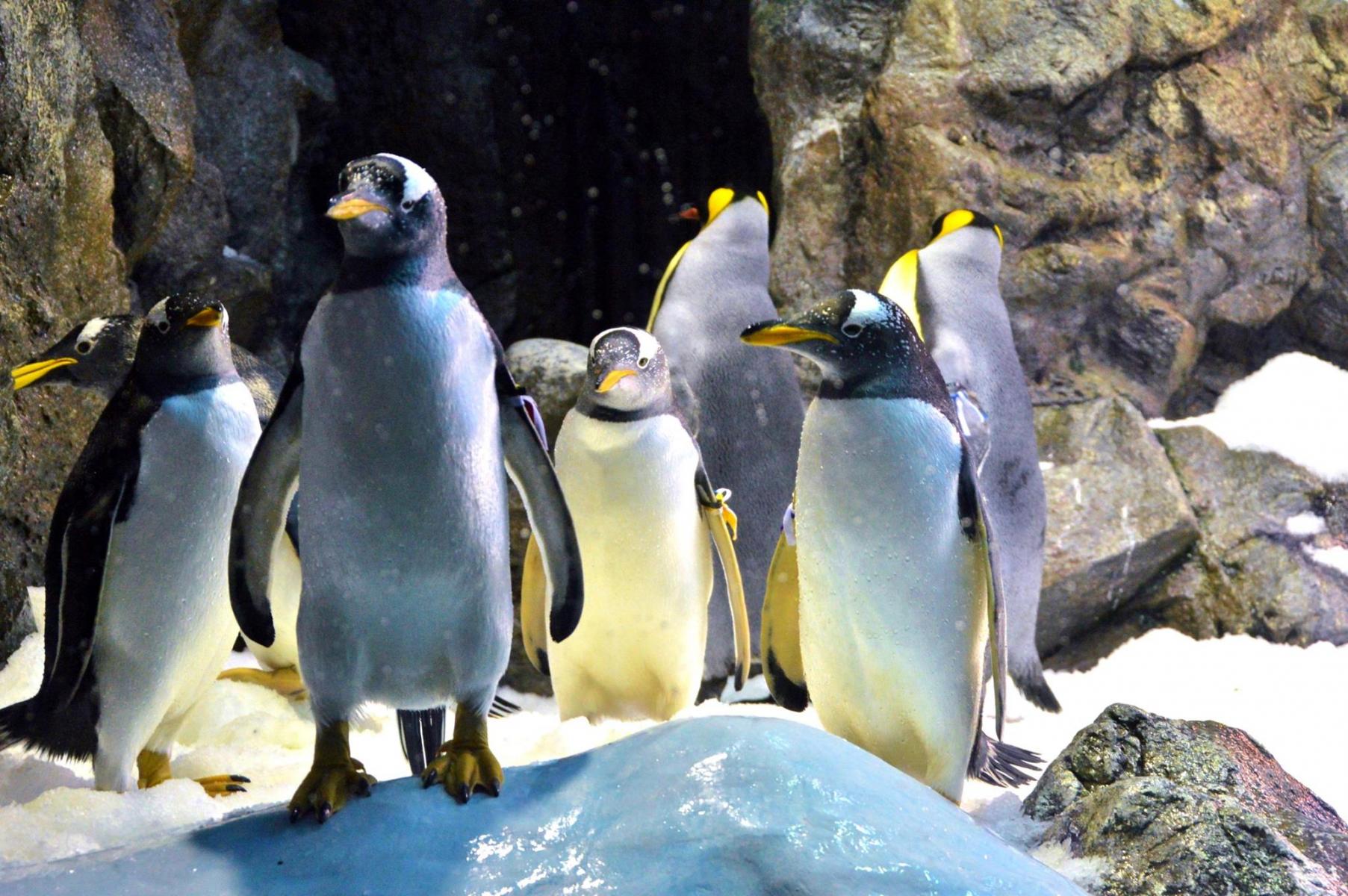 Planet Penguin